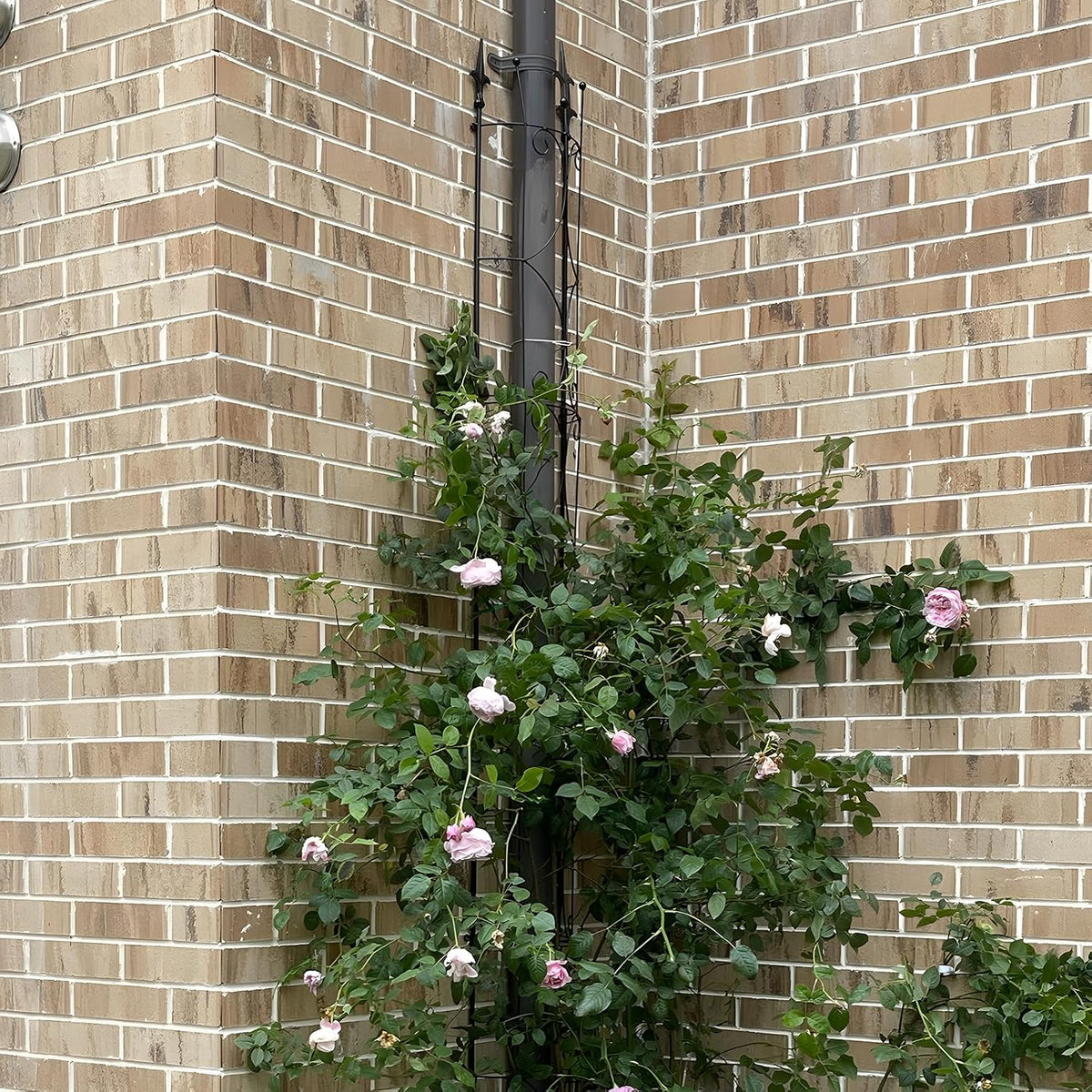 2‑Pack Metal Garden Plant Trellis